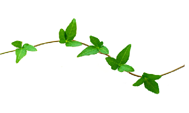 IVY